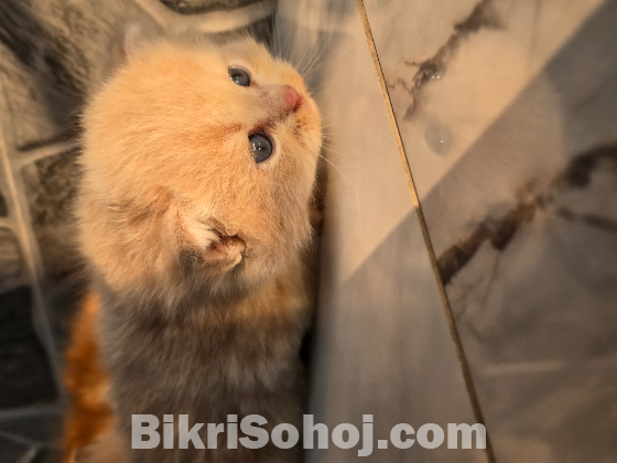 Traditional persian exotic bloodline (female)